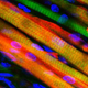 Illustration for article titled First Ever Lab-Grown Muscle That Can Heal Itself in Living Creatures